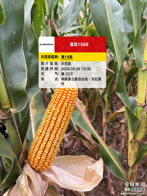玉米高产方案