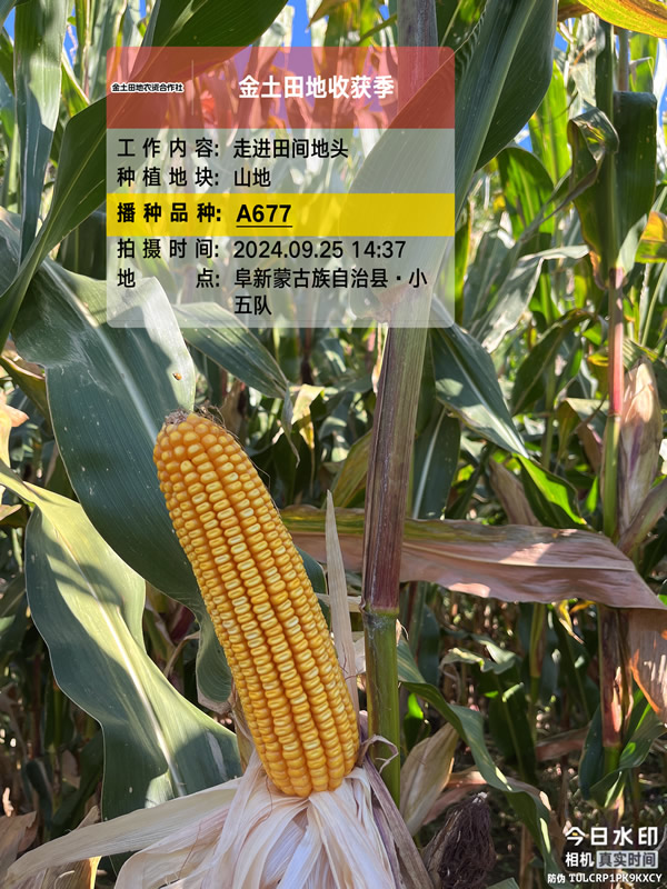 A677