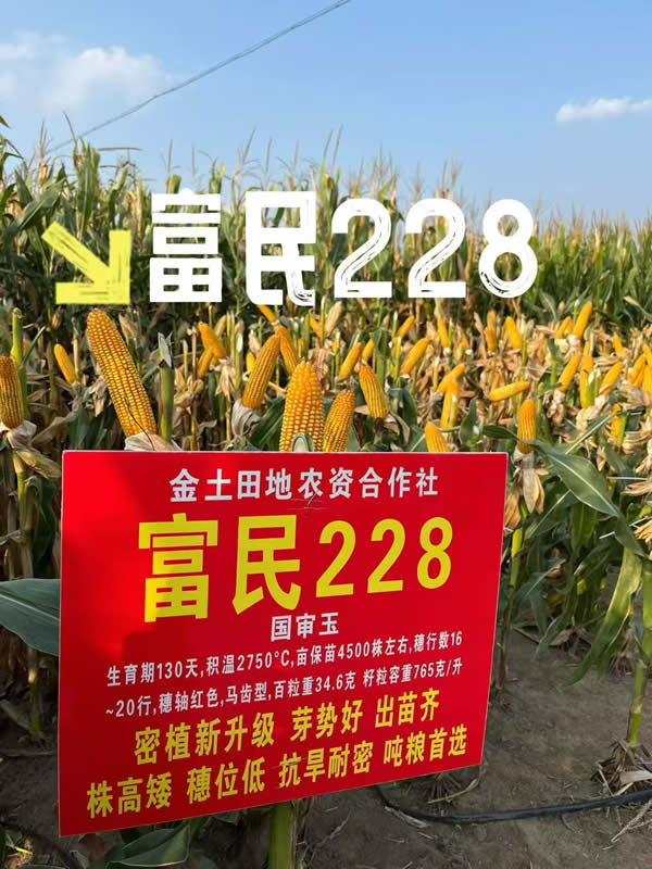 富民228